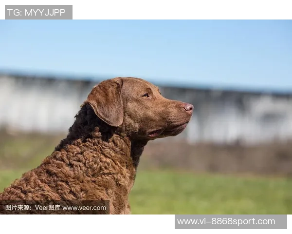 美国队新吉祥物班纳灵感源自切萨皮克湾寻猎犬的故事